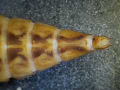 Stylurus scudderi