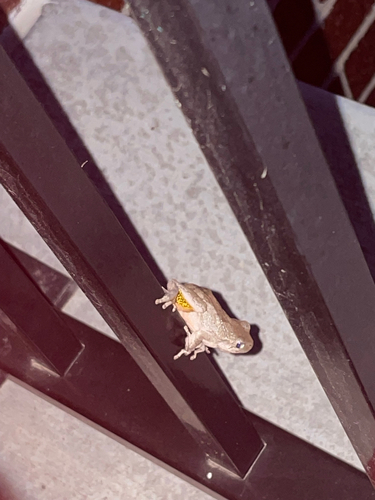 Cope's Gray Tree Frog observed by kirakfw