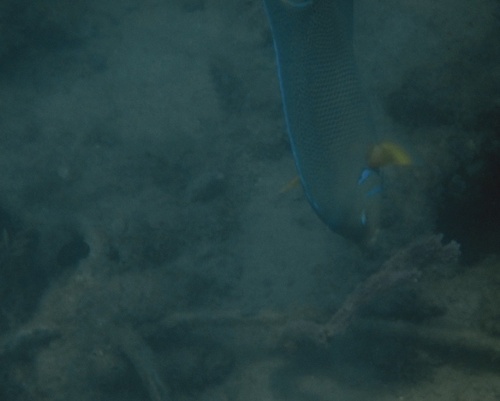 Holacanthus bermudensis