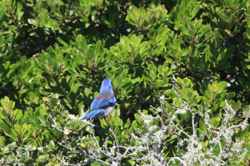 Island Scrub Jay (Aphelocoma insularis), photo 4