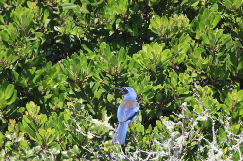 Island Scrub Jay (Aphelocoma insularis), photo 5