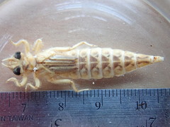 Stylurus scudderi