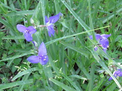 Tradescantia humilis