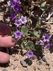 Phacelia pulchella