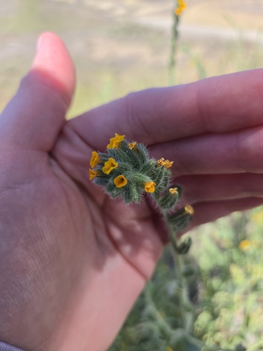 Amsinckia tessellata observed 2026-05-11