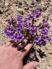 Phacelia pulchella