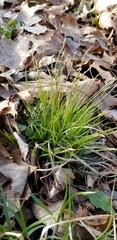 Carex albicans