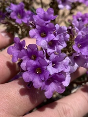 Phacelia pulchella