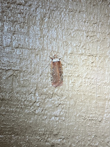 Walsingham's Agonopterix Moth photo 5