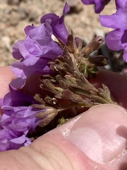 Phacelia pulchella