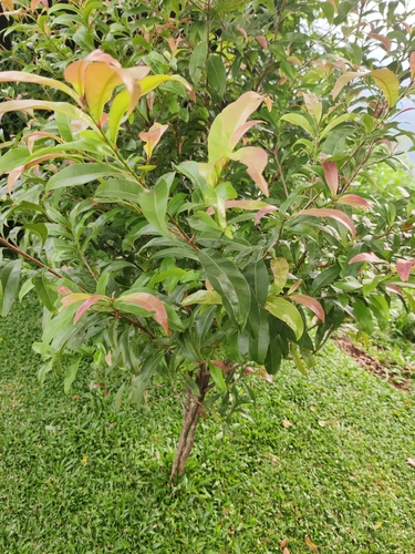 Campylospermum serratum