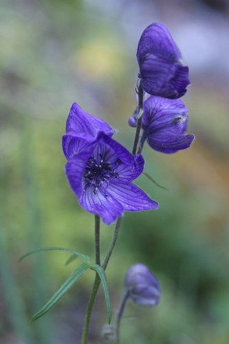 Larkspurleaf Monkshood