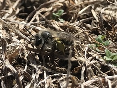 Andrena frigida