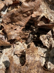 Apterodela unipunctata