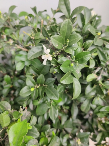Orange Jasmine