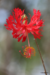 Hibiscus schizopetalus