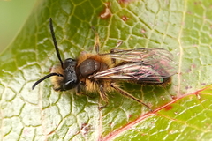 Andrena