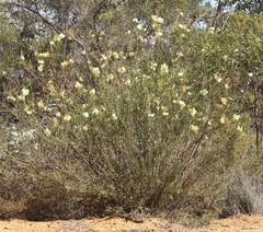 Acacia subcaerulea