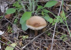 Fungi