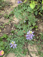 Lupinus succulentus