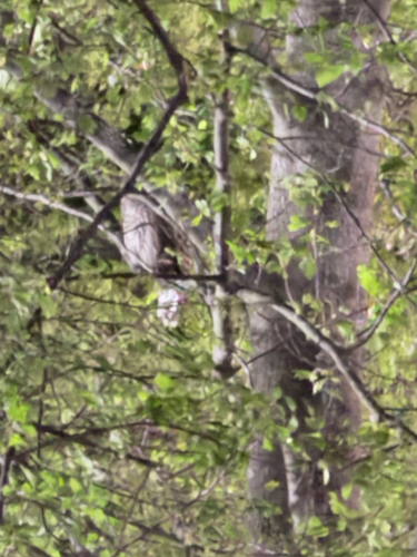 Barred Owl observed by eleanor-reikob-curry-account