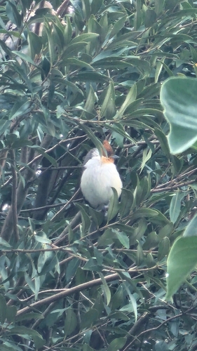Red-crested Cardinal