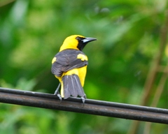 Icterus mesomelas