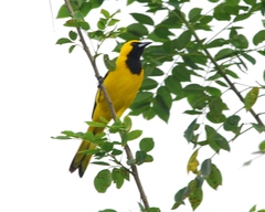Icterus mesomelas