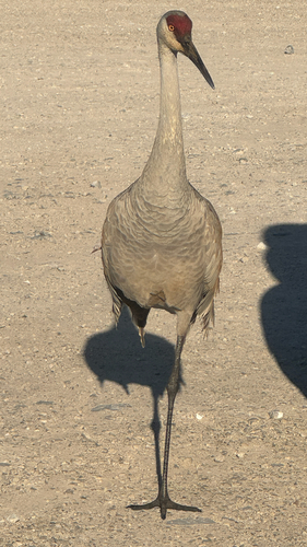 Sandhill Crane observed by nlagoonas