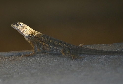 Western Fence Lizard observed by taniargb