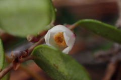 Vaccinium crassifolium