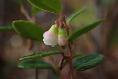 Vaccinium crassifolium