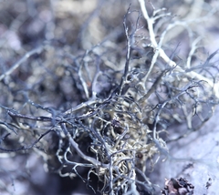 Alectoria ochroleuca