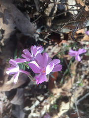 Phlox nivalis