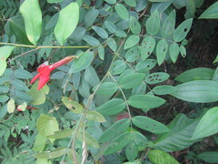 Barbieria pinnata