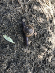 Helminthoglypta stiversiana