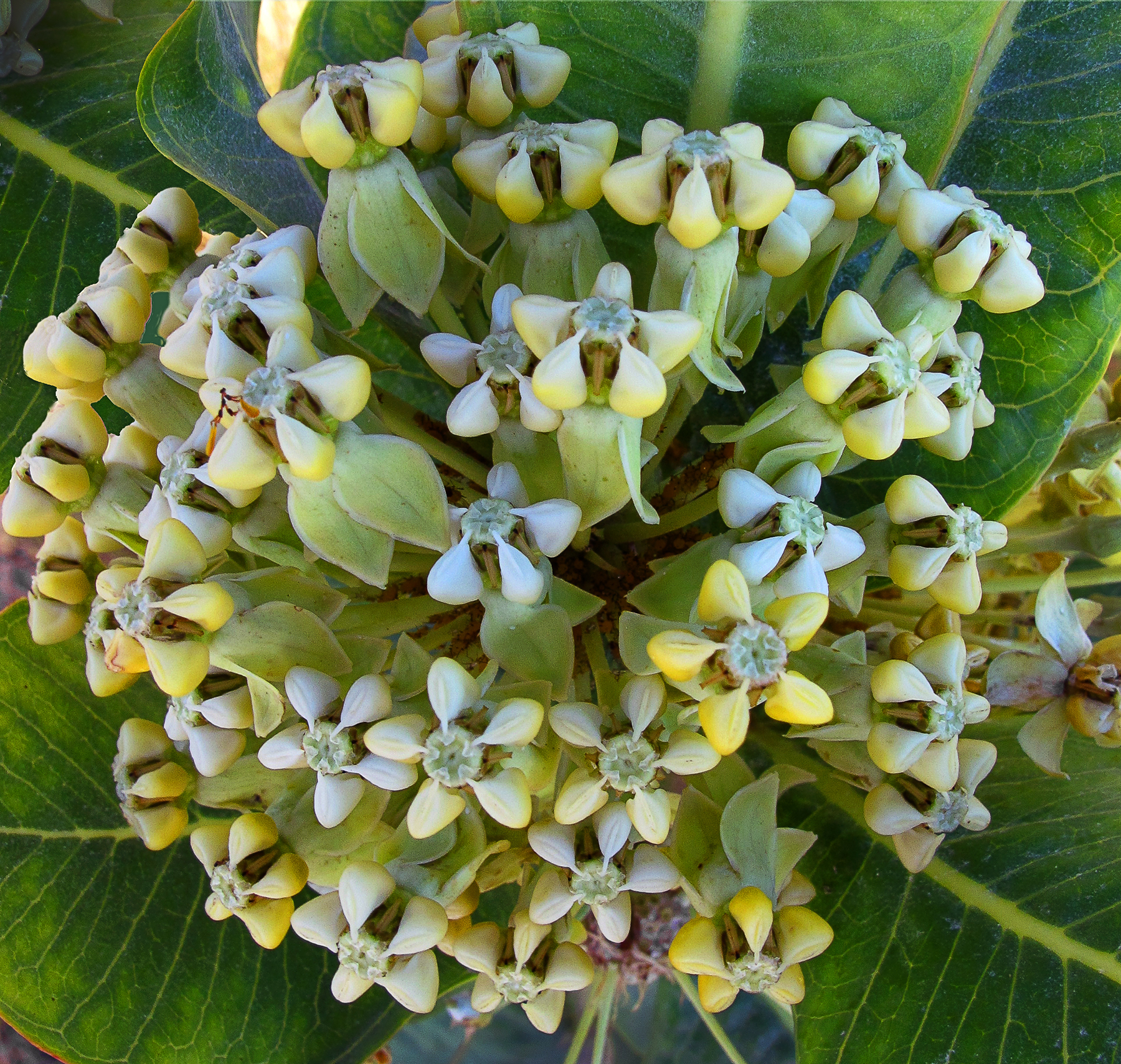 Asclepias latifolia