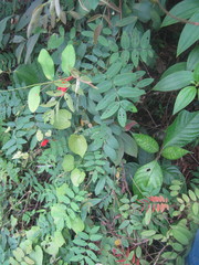 Barbieria pinnata