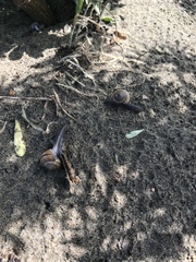 Helminthoglypta stiversiana