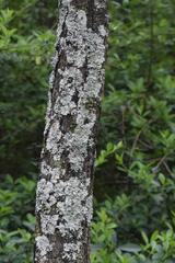 Fungi