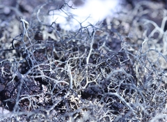 Alectoria ochroleuca