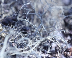 Alectoria ochroleuca