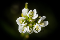 Cochlearia officinalis