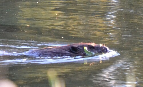 animal observation 2