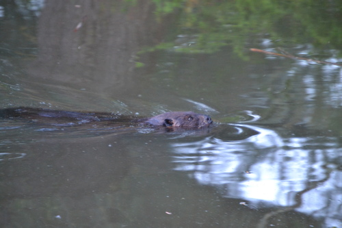 animal observation 3