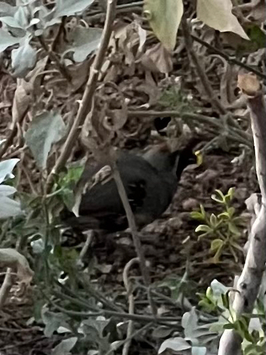 Gambel's Quail observed by alexa2468