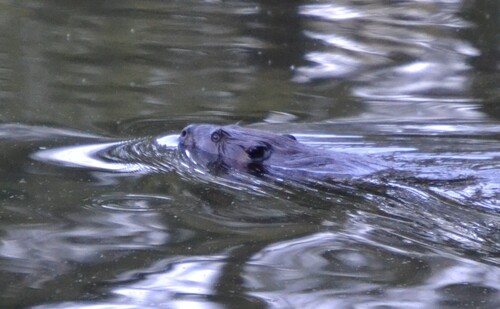 animal observation 4