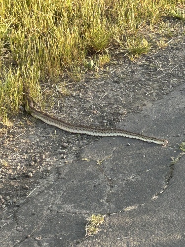 Pacific Gopher Snake observed by morrow1028