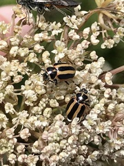 Paranaemia vittigera