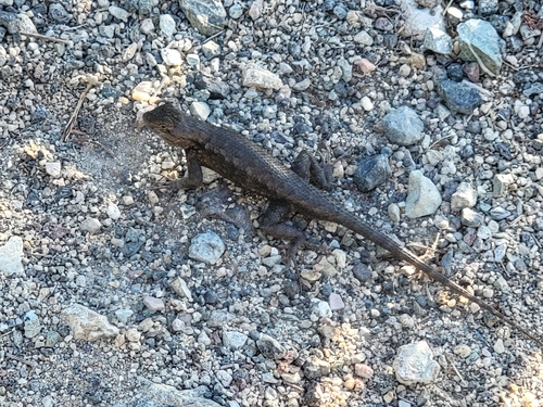 Western Fence Lizard observed by bkossy
